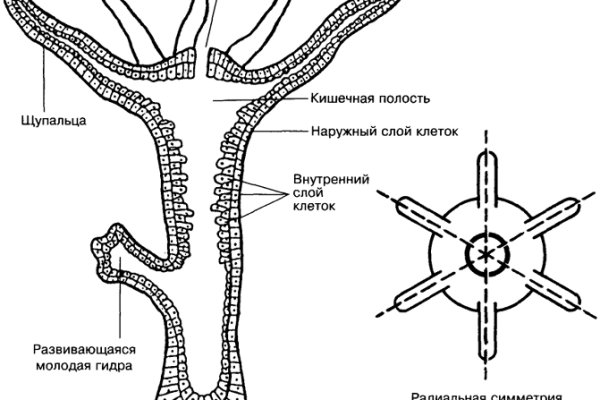 Кракен сайт ссылка тор браузере