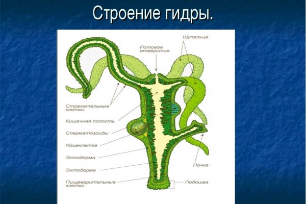 Кракен 18 вход